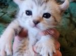 Rocky - Highlander Kitten For Sale - 