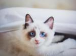 Bella - Ragdoll Cat For Sale - Meshoppen, PA, US