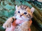 Teddybear - Highlander Kitten For Sale - La Pine, OR, US