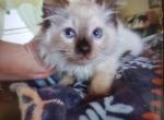 Dunkin - Balinese Kitten For Sale - Meshoppen, PA, US