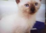 Telus - Siamese Kitten For Sale - Meshoppen, PA, US