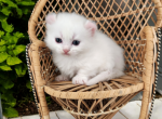 Archer - Munchkin Kitten For Sale - Joplin, MO, US