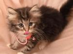 Shaded golden female Persian - Persian Kitten For Sale - 