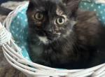 Daisy - Siberian Kitten For Sale - 