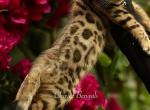 Bellagio - Bengal Kitten For Sale - Temecula, CA, US