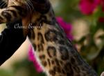 Zale - Bengal Cat For Sale - Temecula, CA, US