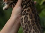 Rocco - Bengal Cat For Sale - Temecula, CA, US