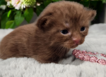 Kali - Munchkin Kitten For Sale - Joplin, MO, US