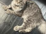 Morpheus - Maine Coon Cat For Sale - Oklahoma City, OK, US