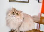 Rachel - Scottish Straight Cat For Sale - 