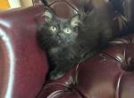 Knight - Siberian Kitten For Sale - Port Murray, NJ, US