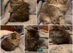 Sophie's boys - Persian Kitten For Sale - De Witt, IA, US