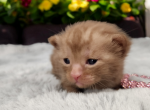 Ziva - Munchkin Kitten For Sale - Joplin, MO, US