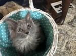 Susie - Siberian Kitten For Sale - 