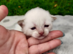 Neo - Munchkin Kitten For Sale - Joplin, MO, US