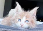 Edison - Maine Coon Kitten For Sale - Miami, FL, US