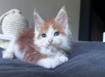 Empire - Maine Coon Kitten For Sale - Hollywood, FL, US