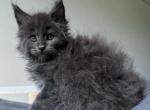 Frost General - Maine Coon Kitten For Sale - Hollywood, FL, US