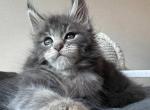 Chantal - Maine Coon Kitten For Sale - 