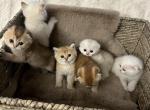 Scottish fold - Scottish Fold Kitten For Sale - Walesville, NY, US