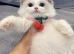 Serena Blue bicolor girl - Ragdoll Kitten For Sale - Fontana, CA, US