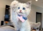 Kevin blue bicolor boy - Ragdoll Kitten For Sale - Fontana, CA, US