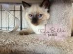 Candy - Balinese Kitten For Sale - CA, US