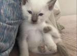 Purebred Siamese kittens - Siamese Kitten For Sale - Strongsville, OH, US