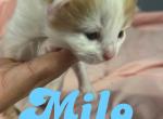 Maine coon mixed kittens - Maine Coon Kitten For Sale - 