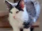 George - Maine Coon Kitten For Sale - 