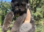 Black smoke  baby girl  main coon - Maine Coon Kitten For Sale - 