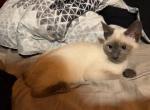 Siamese female - Siamese Kitten For Sale - Crown Point, IN, US