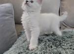 White British Chinchilla Short Hair - British Shorthair Kitten For Sale - North Port, FL, US