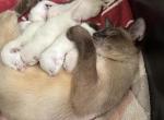 7 Siamese Kittens ready in October - Siamese Kitten For Sale - Crown Point, IN, US