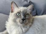 Ragdoll girl kitten for TRADE - Ragdoll Kitten For Sale - Fort Lee, NJ, US