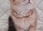 Bianka - Scottish Fold Kitten For Sale - 