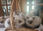 Sally and Tommy litter - Siamese Kitten For Sale - Waupaca, WI, US