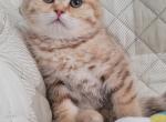 Bonnie - Scottish Fold Kitten For Sale - 