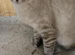 Tommy male stud  forsale - Polydactyl Cat For Sale - Waupaca, WI, US