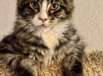 Manya - Maine Coon Kitten For Sale - 