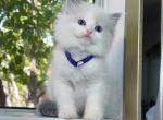 R028 - Ragdoll Kitten For Sale - Los Angeles, CA, US