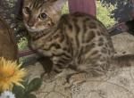 Gloria - Bengal Kitten For Sale - 