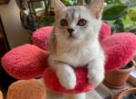 Leon - Scottish Straight Kitten For Sale - Brooklyn, NY, US