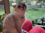 Tika - Scottish Fold Kitten For Sale - Brooklyn, NY, US