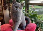 Sonya - British Shorthair Kitten For Sale - 