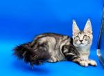 Silver boy Main Coon  of Shaded line - Maine Coon Kitten For Sale - FL, US