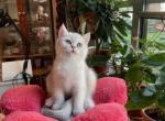 Casper - British Shorthair Kitten For Sale - 