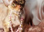 Layla - Devon Rex Kitten For Sale - Brooklyn, NY, US