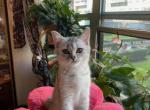 Mia - Scottish Straight Kitten For Sale - Brooklyn, NY, US