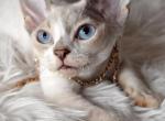 Johna - Devon Rex Kitten For Sale - Brooklyn, NY, US